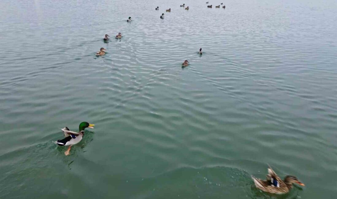 Bitlis’te etkisini artıran soğuk hava nedeniyle sazlıkların donması üzerine kuşlar