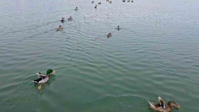 Bitlis’te etkisini artıran soğuk hava nedeniyle sazlıkların donması üzerine kuşlar