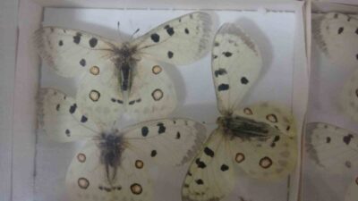 Isparta Uygulamalı Bilimler Üniversitesi Ziraat Fakültesi Bitki Koruma Bölümü bünyesinde