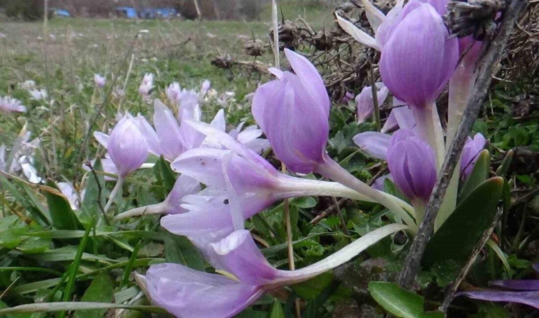 Bolu’nun Mudurnu ilçesinde kış aylarının son günlerinde baharın müjdecisi olarak