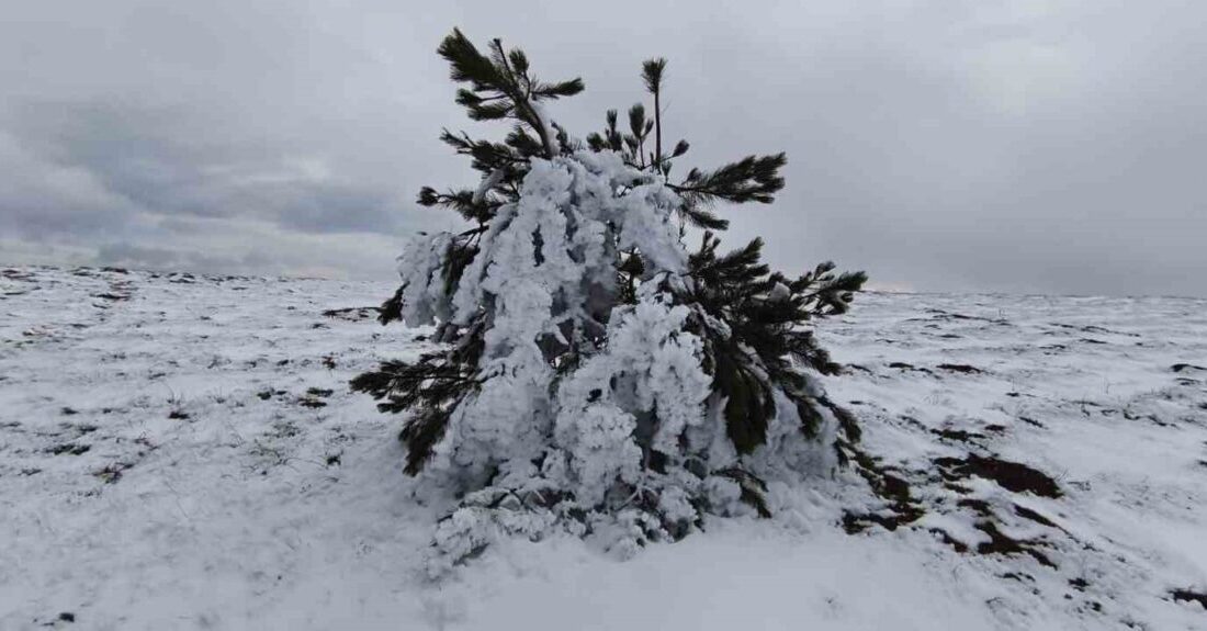 Bolu’nun Göynük ilçesinde etkili olan dondurucu soğuklar, yüksek kesimlerde ağaçların