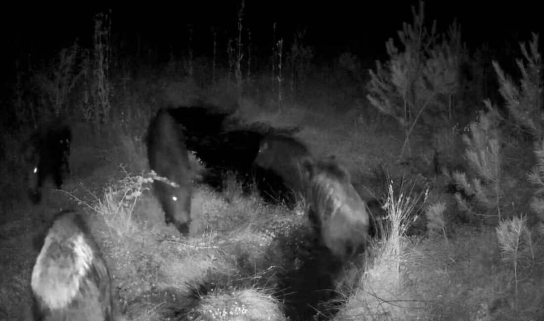 Bolu yaylalarında kurulan fotokapanlar, bir ay boyunca ayı, kurt, geyik