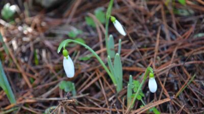 Spil Dağı Milli Parkı’nda koruma altındaki kardelen çiçeğini koparmanın cezası