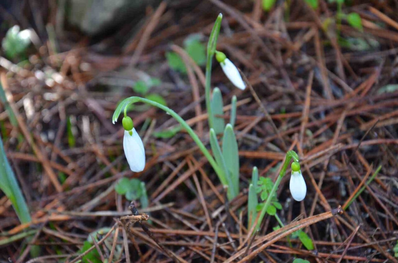 Spil Dağı Milli Parkı’nda koruma altındaki kardelen çiçeğini koparmanın cezası