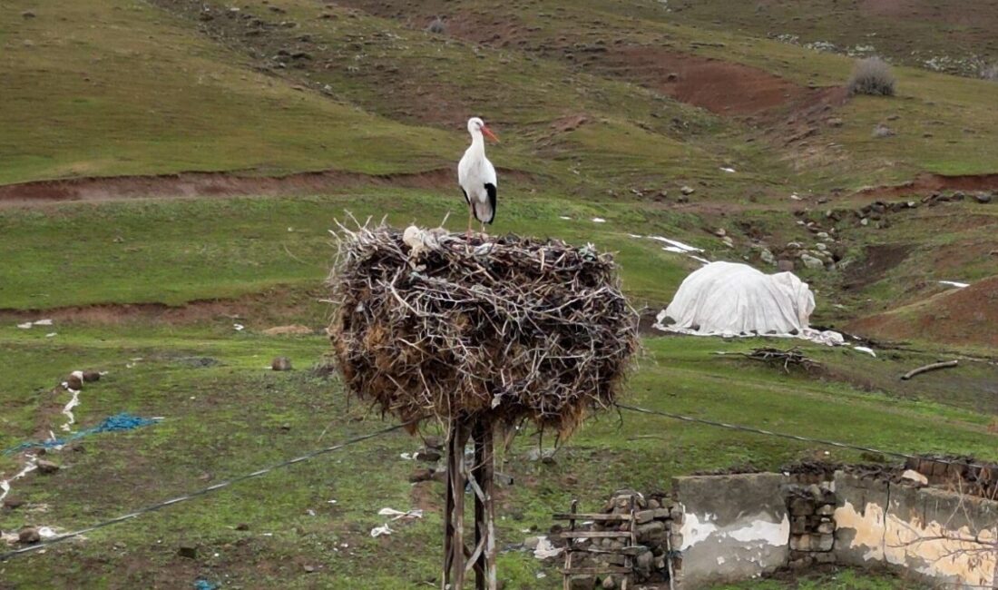 Bitlis’in Güroymak ilçesine bağlı Budaklı köyünde bulunan bir leylek, yıllardır