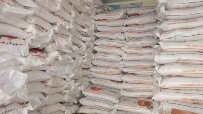 Türkiye’nin önemli zeytin üretim merkezlerinden Balıkesir’in Burhaniye ilçesinde, son yağışlar