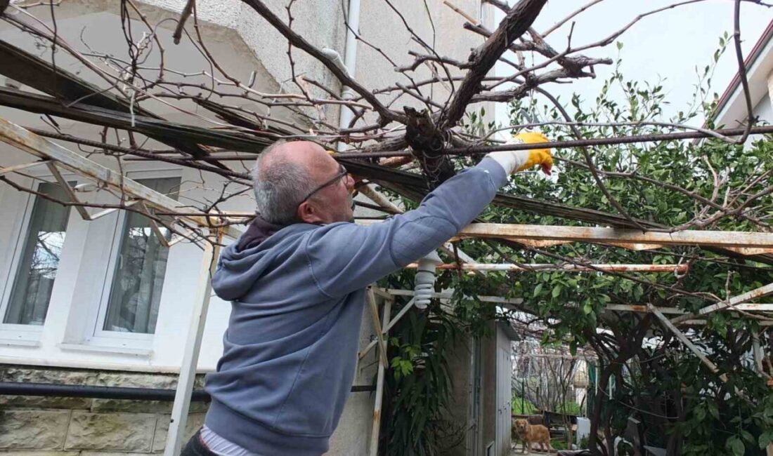 Burhaniye ilçesinde, ilkbahar yaklaşırken, asmalarda budama sezonunu başladı. Budama yapan