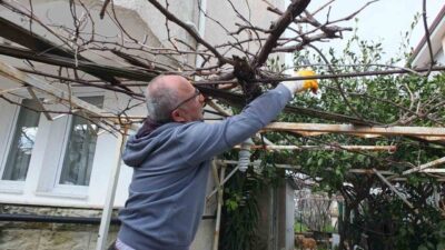 Burhaniye ilçesinde, ilkbahar yaklaşırken, asmalarda budama sezonunu başladı. Budama yapan