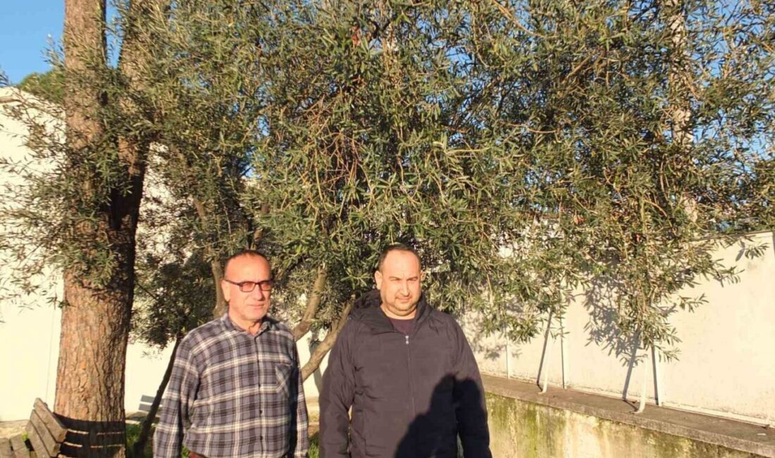 Türkiye’nin önemli zeytin üretim merkezlerinden Balıkesir’in Burhaniye ilçesinde, bir haftadan