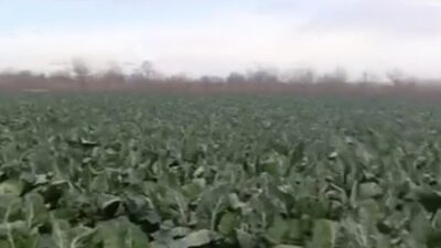 Bursa’da etkili olan sağanak yağmur, tarım arazilerini vurdu. Hasadı bekleyen