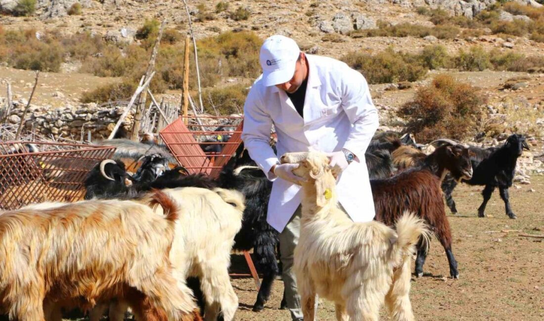 Antalya Büyükşehir Belediyesi Tarımsal Hizmetler Dairesi Başkanlığı’nın 2023 yılında küçükbaş