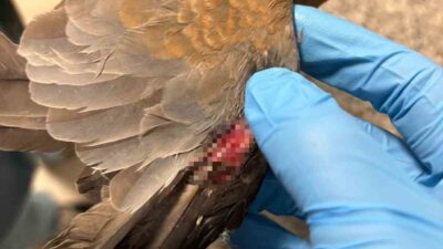 Sağanak yağışlara karşı sahada olan İzmir Büyükşehir Belediyesi ekipleri, tüm