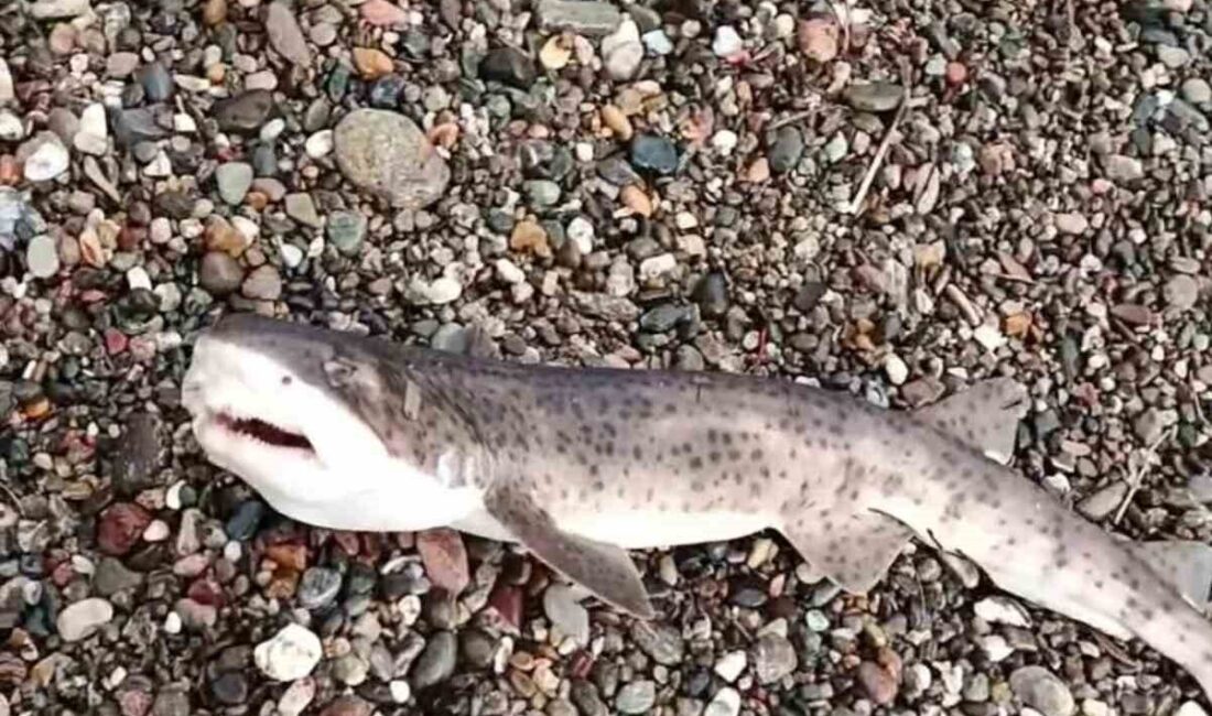 Çanakkale’nin Ayvacık ilçesinde vatandaşların oltasına yavru köpek balığı takıldı. Ayvacık