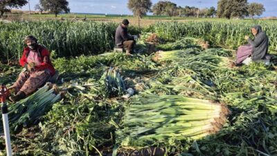 Çanakkale genelinde Tarım ve Orman İl Müdürülüğü ekiplerince kışlık sebzelerde