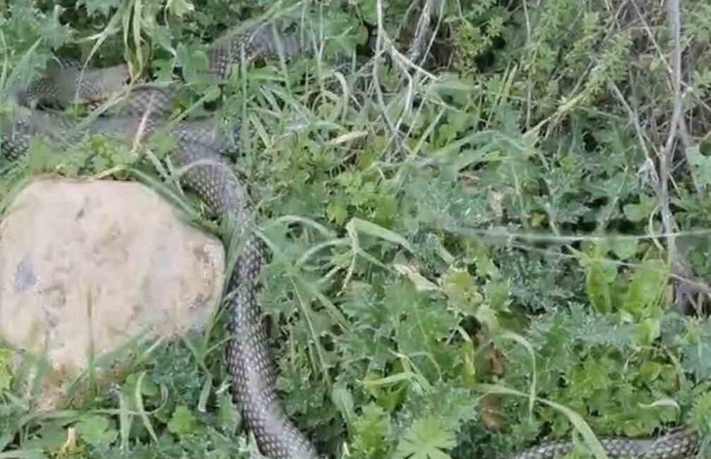 Çanakkale’nin Çan ilçesinde yaklaşık 2 metrelik yılan, bir vatandaş tarafından