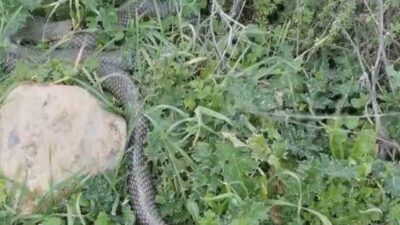 Çanakkale’nin Çan ilçesinde yaklaşık 2 metrelik yılan, bir vatandaş tarafından