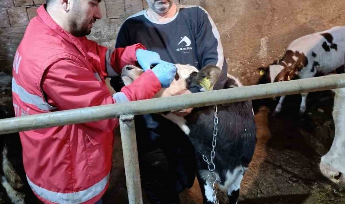 Samsun’un Çarşamba ilçesinde, 2026 Yılı İlkbahar Şap Programı kapsamında büyükbaş