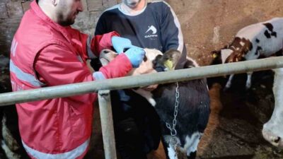 Samsun’un Çarşamba ilçesinde, 2026 Yılı İlkbahar Şap Programı kapsamında büyükbaş