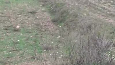 Denizli’de bir çiftçinin tarım arazisi içerisinde kurtla karşılaşması, hem hayret