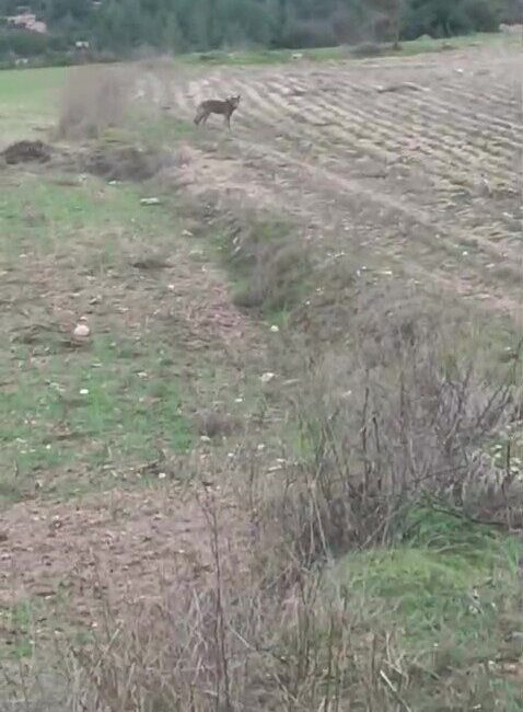 Denizli’de bir çiftçinin tarım arazisi içerisinde kurtla karşılaşması, hem hayret