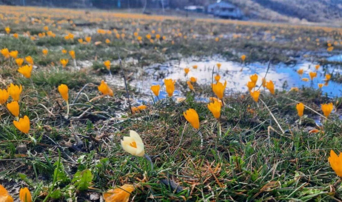 Konya’nın Ahırlı ilçesine bağlı Bartlı Yaylası, baharın müjdecisi çiğdem çiçeklerinin