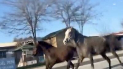 Çorum’un Sungurlu ilçesinde kara yoluna çıkan başıboş atlar, trafiği tehlikeye