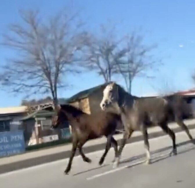 Çorum’un Sungurlu ilçesinde kara yoluna çıkan başıboş atlar, trafiği tehlikeye