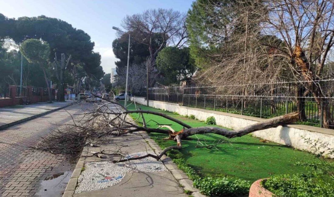 Aydın’ın Efeler ilçesinde eski müzenin bahçesindeki çürüyen ağaç gövdesinden kırılarak