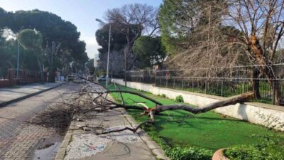 Aydın’ın Efeler ilçesinde eski müzenin bahçesindeki çürüyen ağaç gövdesinden kırılarak