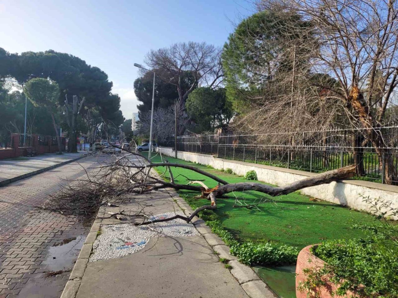 Aydın’ın Efeler ilçesinde eski müzenin bahçesindeki çürüyen ağaç gövdesinden kırılarak