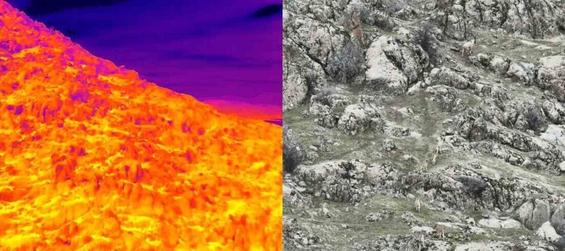 Elazığ’da koruma altındaki dağ keçileri, kayalıklarda termal dron ile görüntülendi.