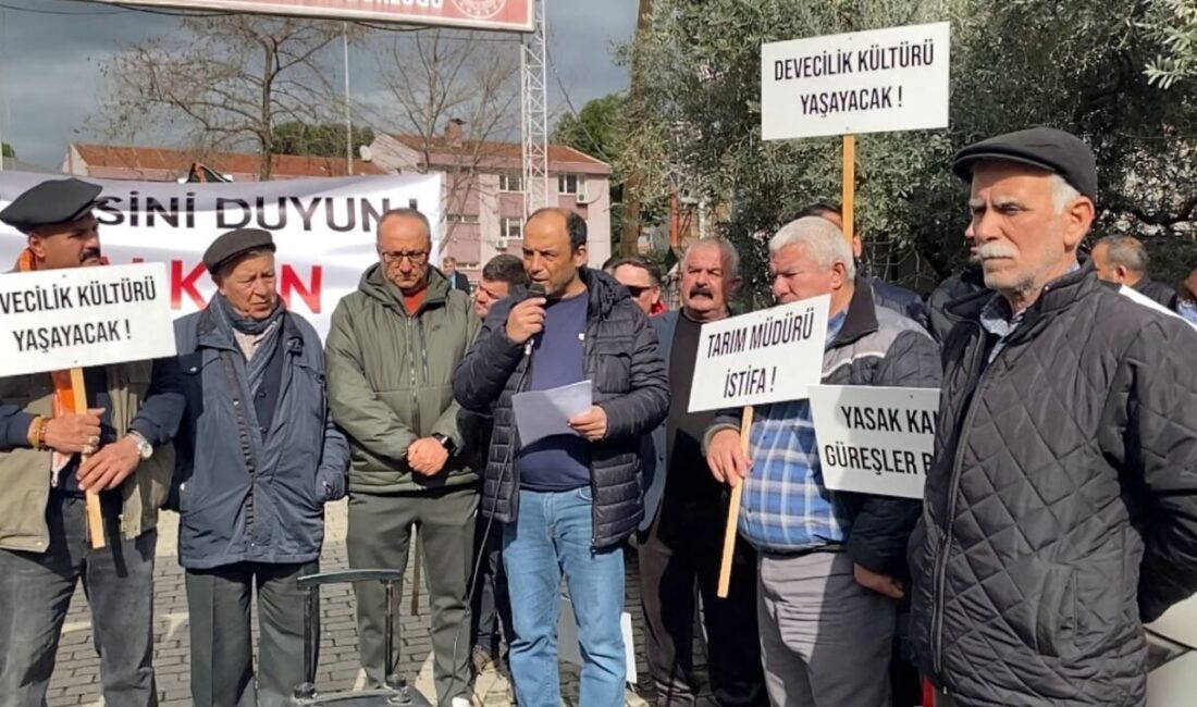 Aydın’da Devecilik Kültürü ve Deve Güreşleri Federasyonu (DEGÜF) üyeleri şap