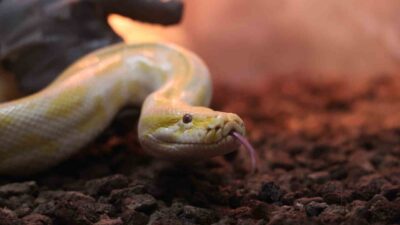 Denizli’de bir alışveriş merkezinde el konulan Albino Burma pitonu, Konya’da