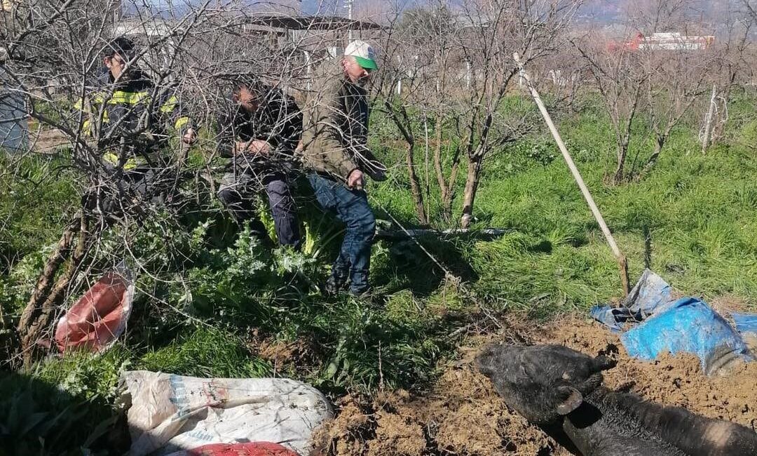 Denizli’de otladığı sırada foseptik çukuruna düşen inek, vatandaşların ihbarı üzerine