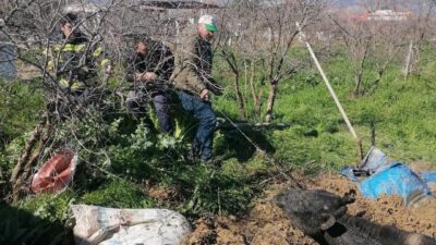 Denizli’de otladığı sırada foseptik çukuruna düşen inek, vatandaşların ihbarı üzerine