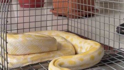 Denizli’de bir alışveriş merkezinde düzenlenen gösteride kullanılan Albino Burma Pitonu,