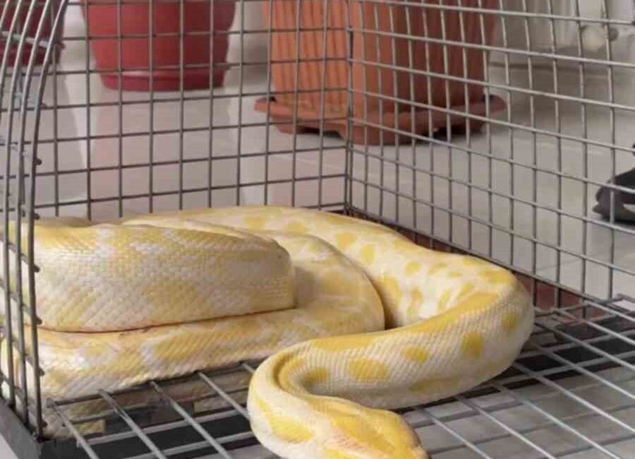 Denizli’de bir alışveriş merkezinde düzenlenen gösteride kullanılan Albino Burma Pitonu,