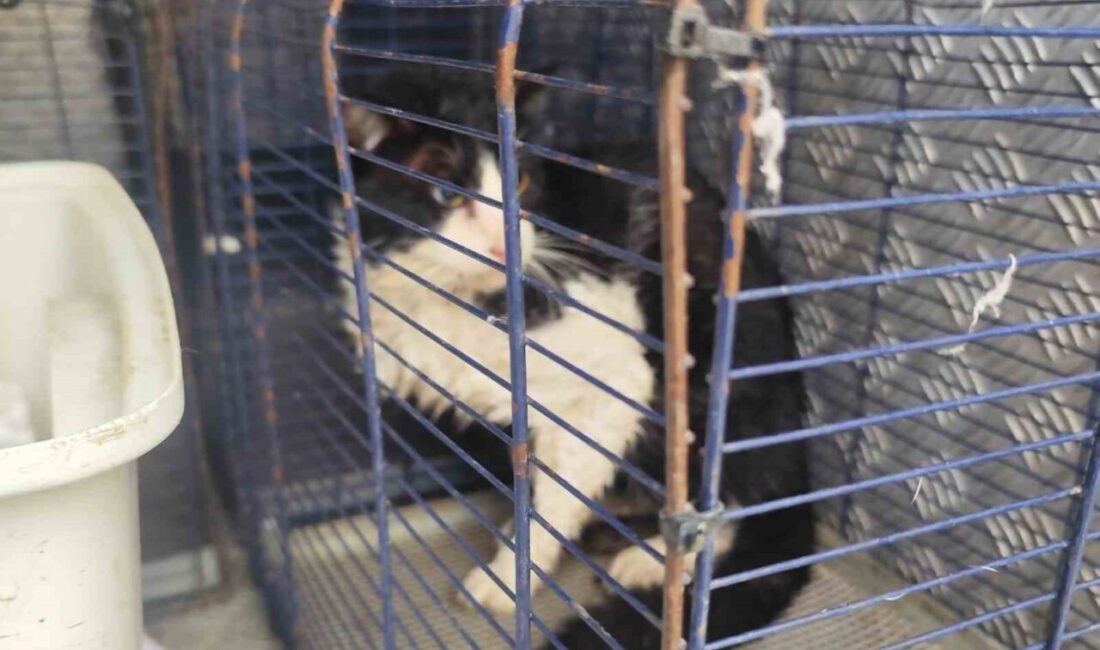 Antalya’nın Kemer ilçesinde derede mahsur kalan kedi, Kemer Belediyesi Hayvan