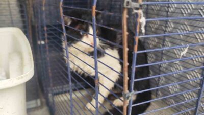 Antalya’nın Kemer ilçesinde derede mahsur kalan kedi, Kemer Belediyesi Hayvan