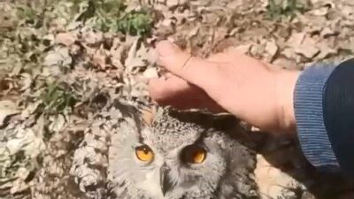 Elazığ’ın Alacakaya ilçesinde bir vatandaş, bitkin halde bulduğu puhu kuşunu