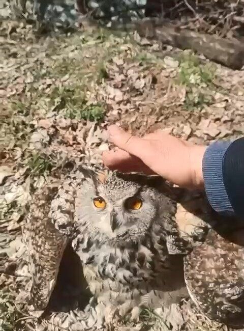Elazığ’ın Alacakaya ilçesinde bir vatandaş, bitkin halde bulduğu puhu kuşunu