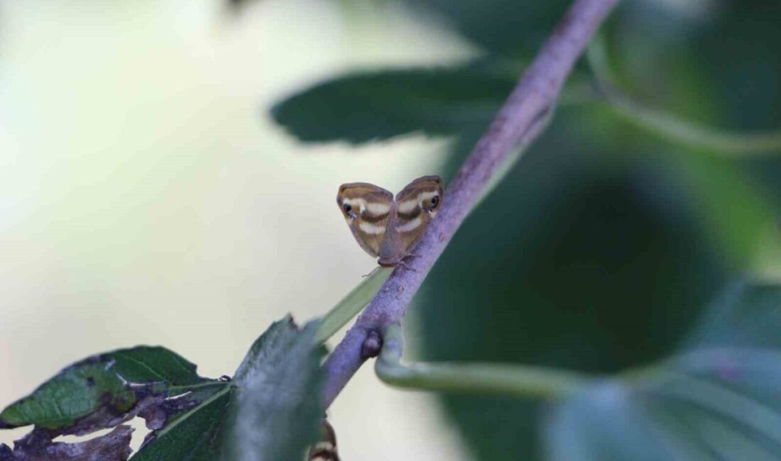 Doğu Karadeniz’de 3 istilacı tür, tarımsal üretimi doğrudan etkileyerek büyük