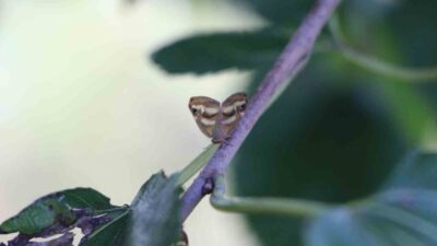 Doğu Karadeniz’de 3 istilacı tür, tarımsal üretimi doğrudan etkileyerek büyük