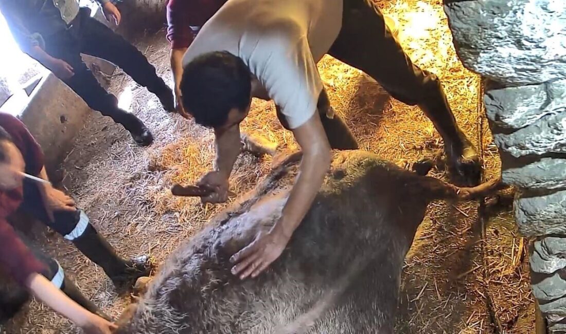 Aydın’ın Karpuzlu ilçesine bağlı kırsal Tekeler Mahallesi’nde doğum yapamayan bir