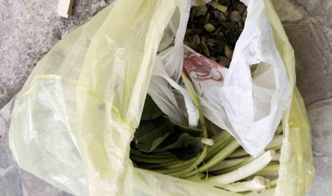 Mersin’de pazardan iddiaya göre pazı diye aldığı ürün zehirli tirşik