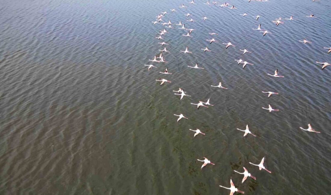 Afyonkarahisar’da Eber Gölü’nde görüntülenen flamingo sürüsü mest etti. Eber Gölü’nün