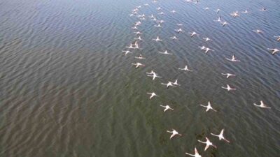 Afyonkarahisar’da Eber Gölü’nde görüntülenen flamingo sürüsü mest etti. Eber Gölü’nün