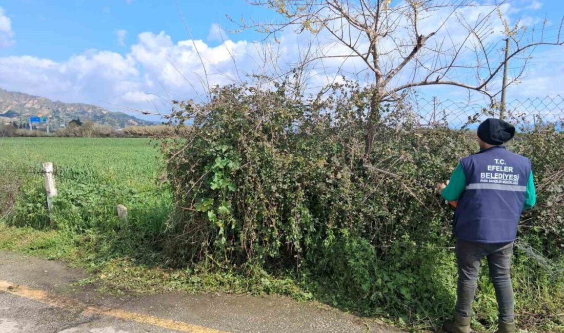 Efeler Belediyesi Park ve Bahçeler Müdürlüğü ekiplerinin titizlikle yürüttüğü ot