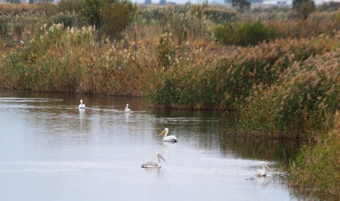 Ekosistemi Koruma ve Doğa Sevenler Derneği (EKODOSD) Başkanı Bahattin Sürücü,