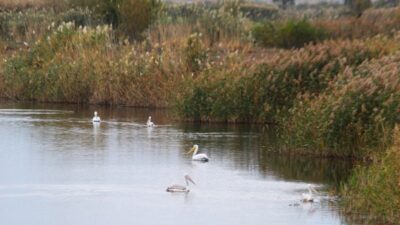Ekosistemi Koruma ve Doğa Sevenler Derneği (EKODOSD) Başkanı Bahattin Sürücü,